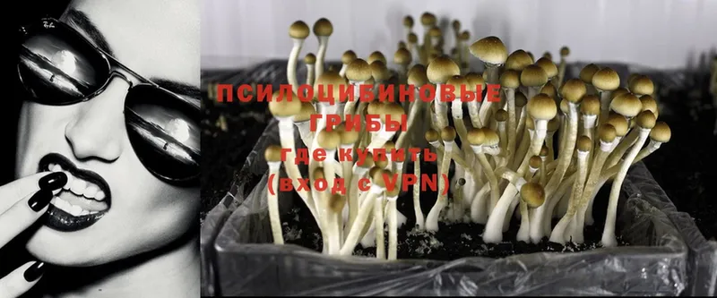 Псилоцибиновые грибы Cubensis  кракен онион  Новозыбков  купить закладку 